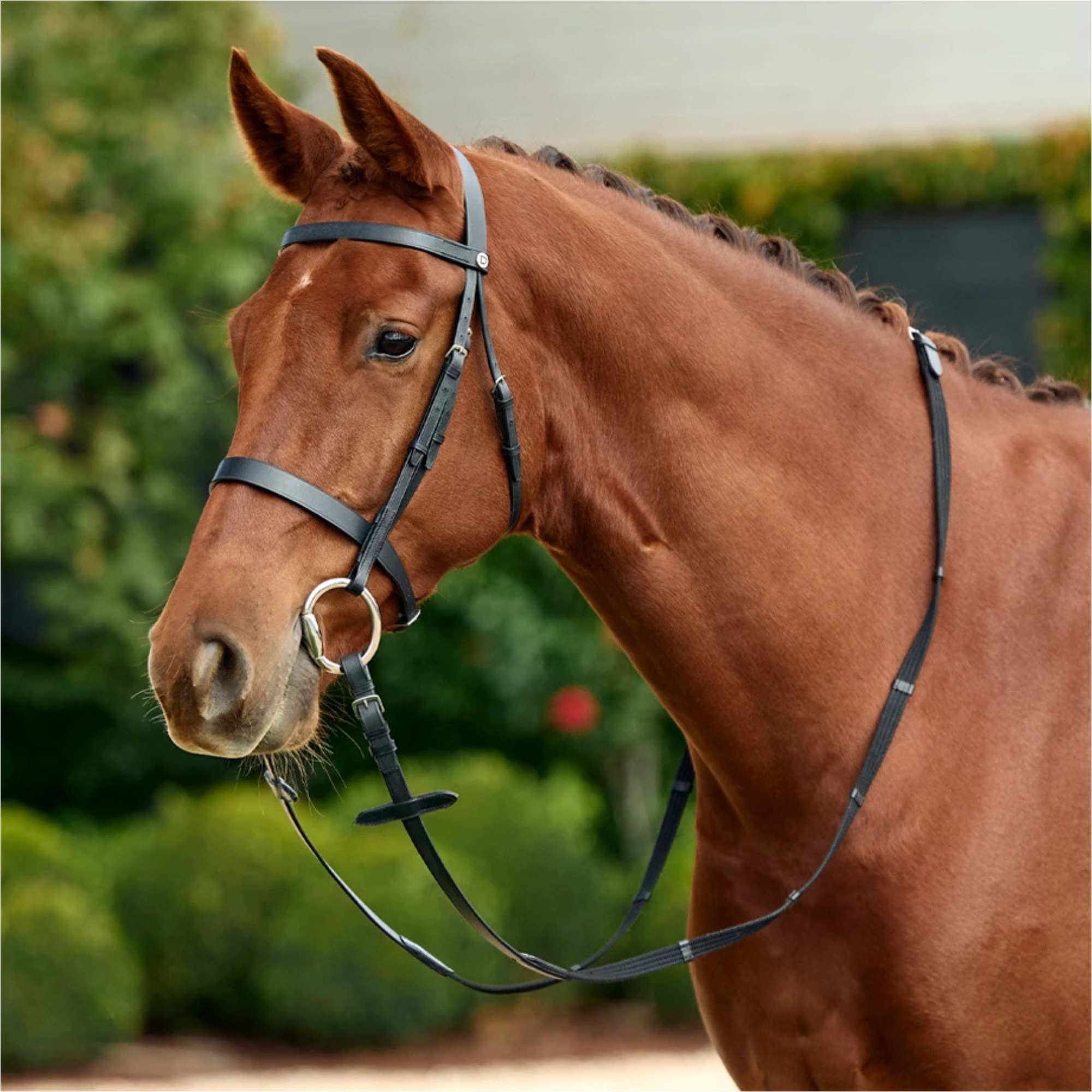 2026 Dublin Flat Cavesson Bridle 1031494 - Black
